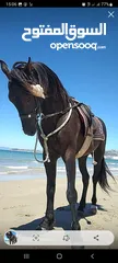  1 خيل العربي البربري