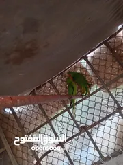  3 ببغاء ماشاءالله