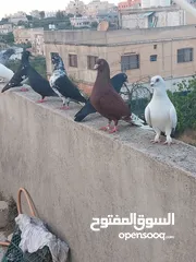  3 حمام للبيع