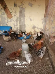  1 دجاج مهجن فرنسي كولومبي جاهز للذبح