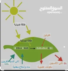  7 استاذة  كيمياء وأحياء