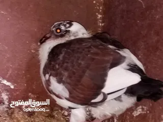  12 ديك حبش و دجاج ديوك بلدي