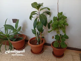  4 زريعة للبيع