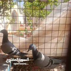  6 حمام زاجل فطام جديد دماء قوية  ثلاثة فراخ نخب  مطلوب 12دينار  اربع دينار الواحد