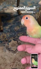  4 للبيع طير لاف بيرد أليف ومدرب