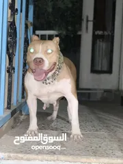  4 أنثى بيتبل للبيع معشرة
