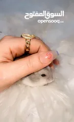  16 Baby Hamster female one month,7days
