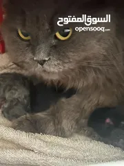  1 قط شيرازي مع اطفالها (4)