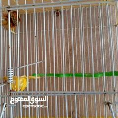  7 كنار للبيع