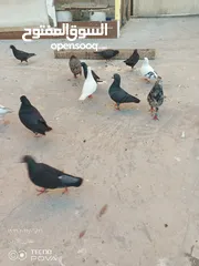  16 كوم 30 حبة تنضيف سطح جواز فحول طواير فراخ