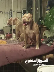 2 كلب بيتبول للبيع  العاجل