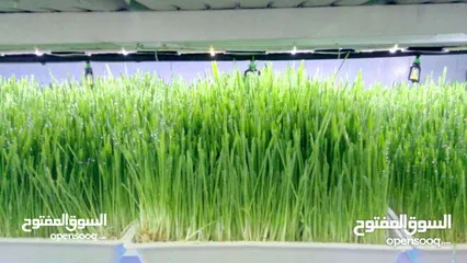  10 استنبات شعير  شعير مستنبت Sprouted   صواني استنبات شعير Barley germination barley