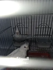  6 جوز كوكتيل  البينو