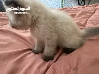  5 قطط هملايه شوكلت للبيع