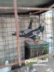  17 جواز بسعر الحرق كله شغال الجوز ب6 دنانير