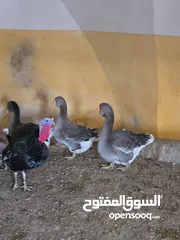  1 جاج ربط ووز