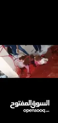  1 لحامين لذبح الاضاحي عجول و خرفان