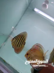  1 اسماك ديسكس وانجل تفريخ محلي