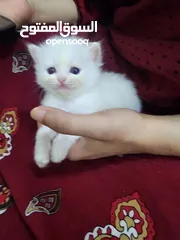  7 قطط شيرازيه للبيع