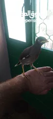  2 افراخ مينا للزق اليدوي