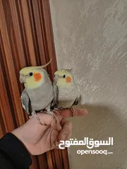  1 جوز كوكتيل منتج للبيع بسعر مغري