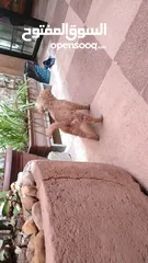 6 كلب عمر شهرين بيور