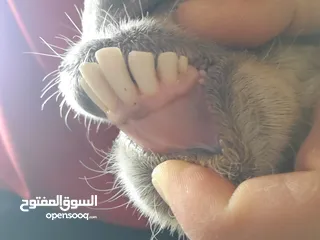  3 تيس عمر سنتين ونص