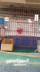  3 كناري للبيع انثي مع ابنها