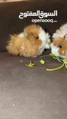  3 ارنب هندي . ارانب هندية . guinea pig