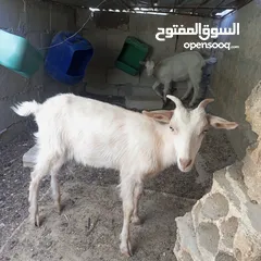  9 ماعز البينو