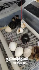  10 فقاسات بيض لجميع انواع الطيور والدواجن