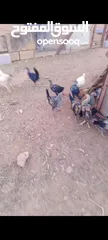 1 ديوك بلدي العمر 4 اشهر
