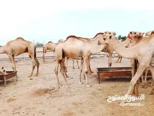  5 camels Muscat barka