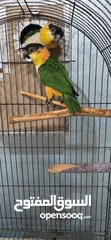  5 جوز ببغاء كايك بلاك كاب