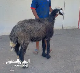  1 جعد نجديات بيور