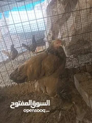  4 دجاج براهما