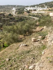  20 ارض على طريق بلعا دير الغصون قبل مفرق اكتابا