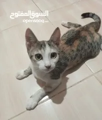  2 قطة للتبني