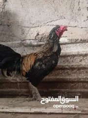  3 ثلاث ديوك بلدي