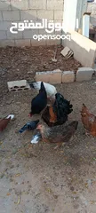  12 دجاج للبيع