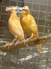  17 طيور طيور مغرده " كناري تغريد ايراني ، مجموعة إناث كناري . زوج بادجي انجليزي ، بادجي هوقو "