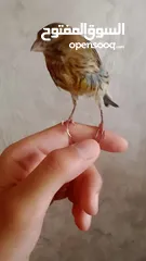  2 كناري  عمر 3 شهور اليف