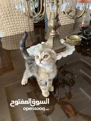  10 قطط صغيره بعمر شهرين