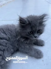  4 British longhair برتش لونج هير