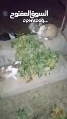  2 للبيع أرانب 4 حبات