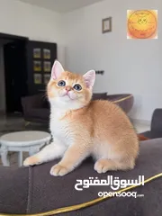  2 يرتش شررت هير مع شهادة نسب British shorthair