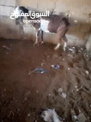  4 عنز لحم سن جمع نضيف ذكر الله عليها