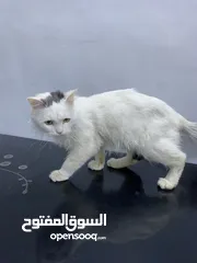  3 قط شيرازي ذكر للتبني