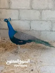  3 جوز طاووس للبيع شغالين 100%