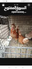  15 بيض فواخر دجاج الزينة العملاق والمقزم للفقاسات نظام اطقم كما موضح بالصور